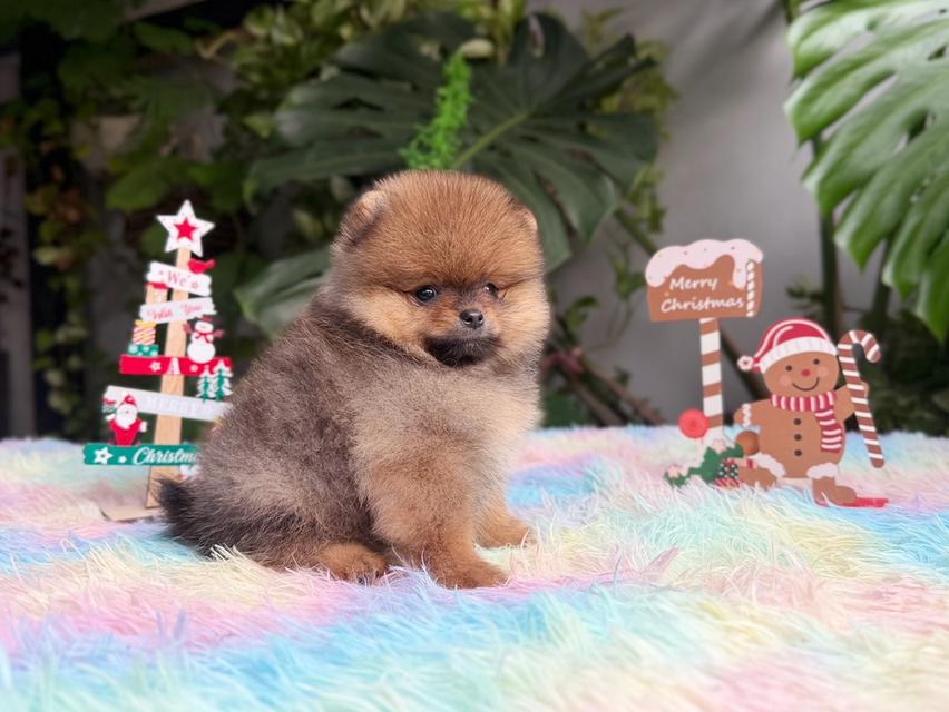 ปอมเมอเรเนียนแท้ เพศเมีย สีส้ม พิกัดรามอินทรา 4