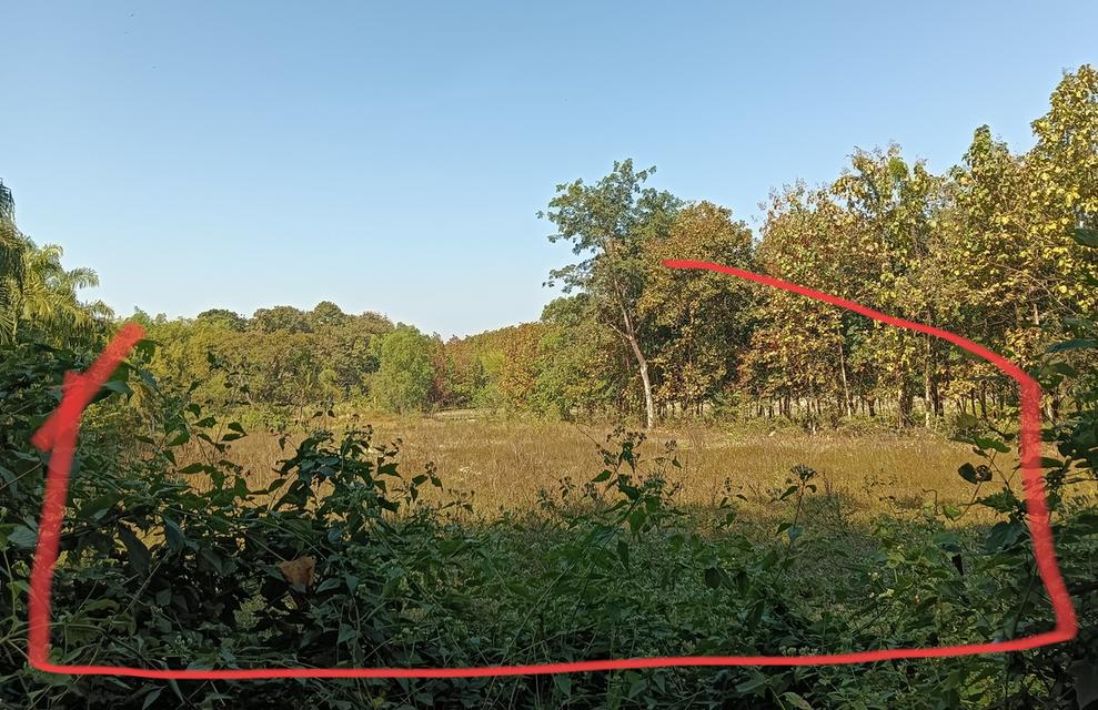 ที่ดิน4ไร่1งาน86ตร.วา 5