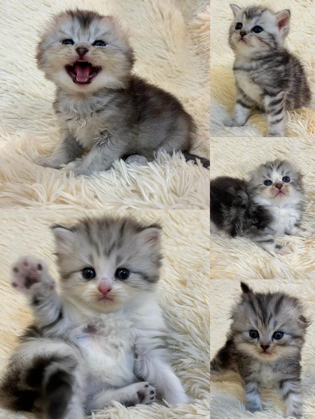 แมว สก๊อตติชแท้😁🔥🔥🔥🔥