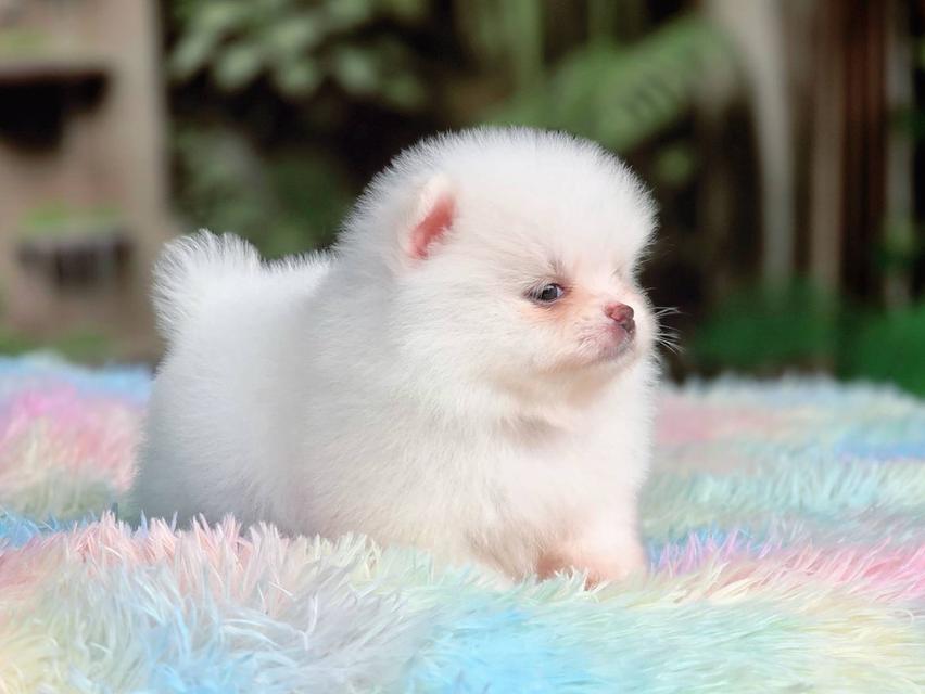 ปอมเมอเรเนียนแท้ เพศผู้ ทีคัพ รูปที่ 7