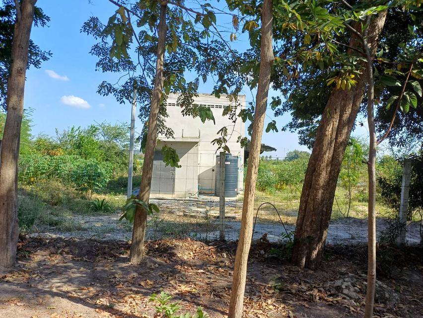 ขายด่วน! ที่ดินพร้อมบ้านและธุรกิจรังนกนางแอ่น (6 ไร่) 12