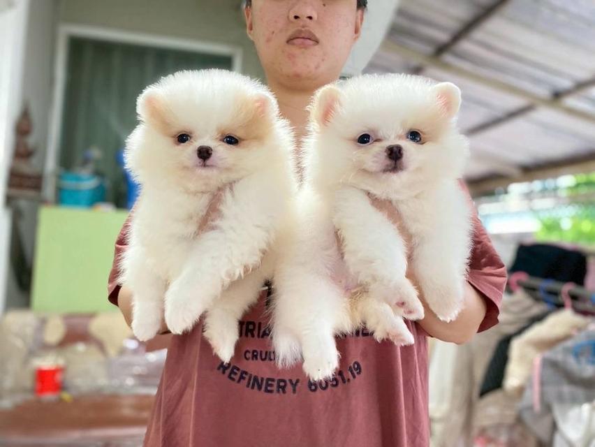 ลูกปอมแท้ 
