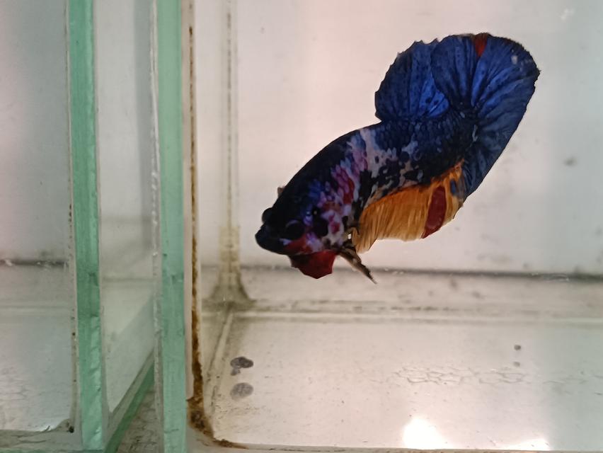 ปลากัดสวยงาม ทุกสายพันธุ์ รูปที่ 4