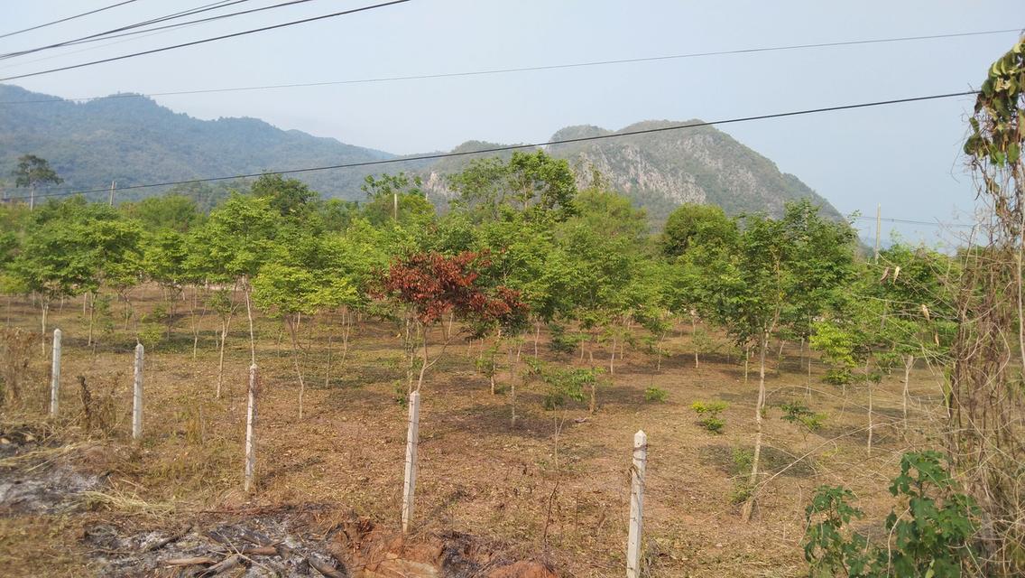 ที่ดินทำเลทองเขาใหญ่ 5