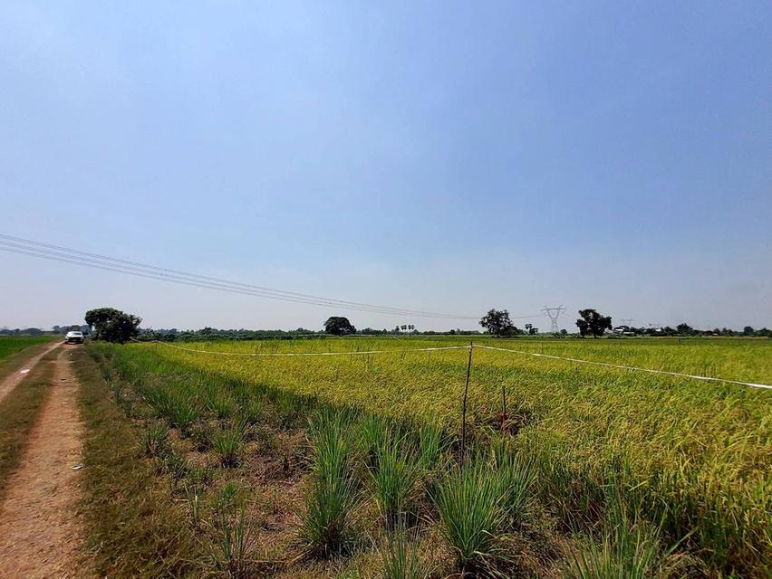 ขายถูกที่ดิน 593 ตรว ติดถนนสาธารณะ คลอง8 หนองเสือ ปทุมธานี 4