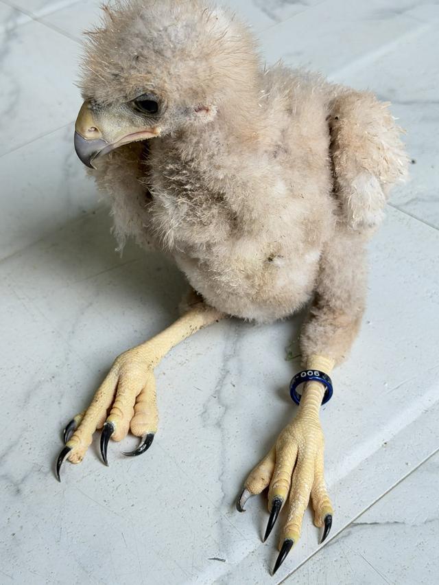 เหยี่ยวแฮริส Harrishawk รูปที่ 9