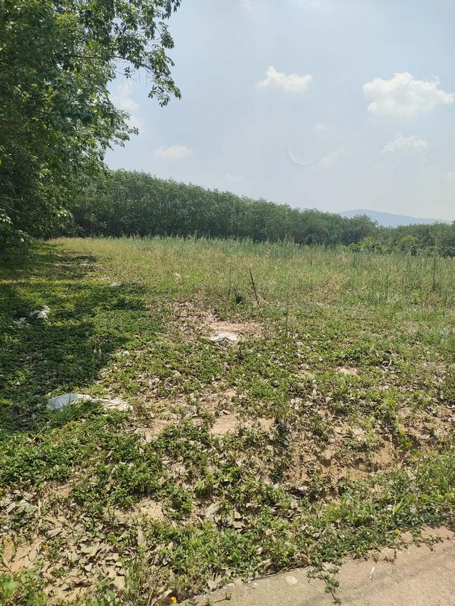 ต้องการแบ่งขาย 5 ไร่คะ ไร่ละ 350,000 เป็นที่มีโฉนดอยู่ด้านหลัง อบต. ห่างจาก อบต.ปลาบ่า 500 เมตร มีน้ำประปา และไฟฟ้า ถนนคอนกรีต ค่าโอนคนละครึ่ง ด้า 2