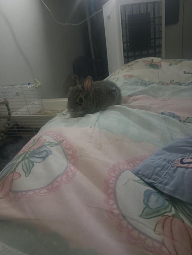 กระต่ายหูตั้ง นัดรับได้มีอาหารและอุปกรณ์นิดหน่อยทักมาสอบถามเพิ่มเติมได้นะคะ 0838936421 3