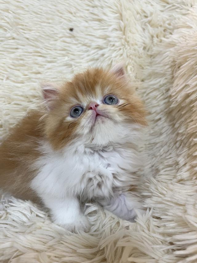 แมว EXO ติก 🔥🔥🔥 สีส้ม