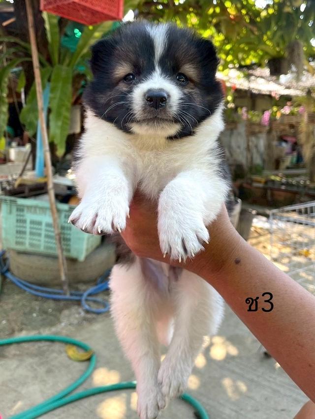 ลูกสนุัข พันธุ์บางแก้ว 8