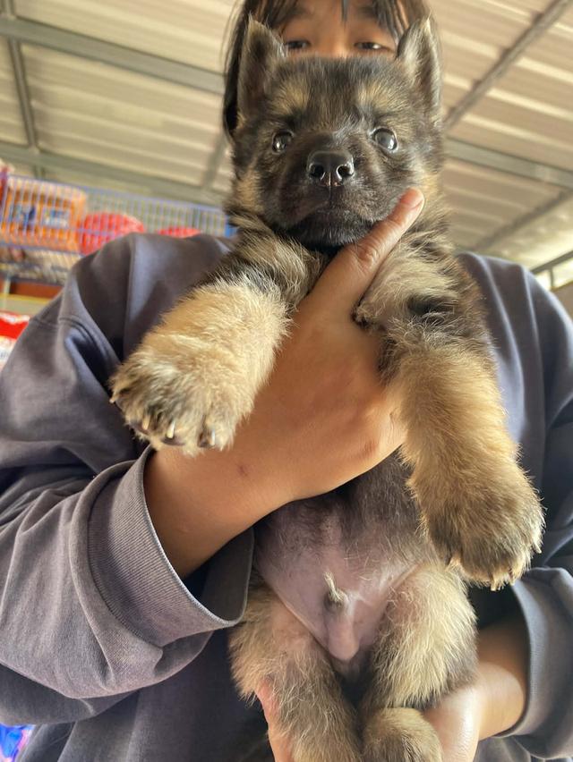 สุนัขเยอรมันเชพเพิร์ด รูปย่อยที่ 4