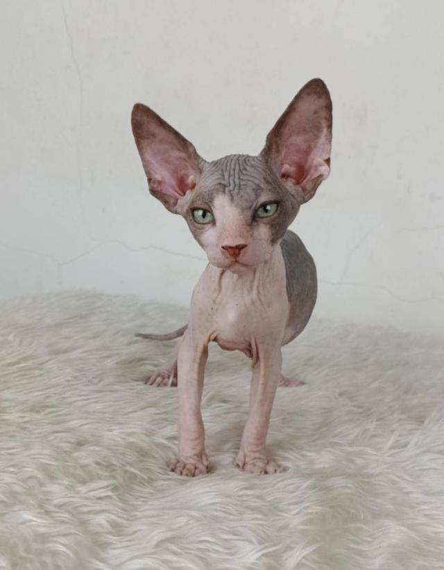 36.แมวสฟิงซ์/เพศผู้ หาบ้าน Sphynx Cat/Male looking for a new home 5
