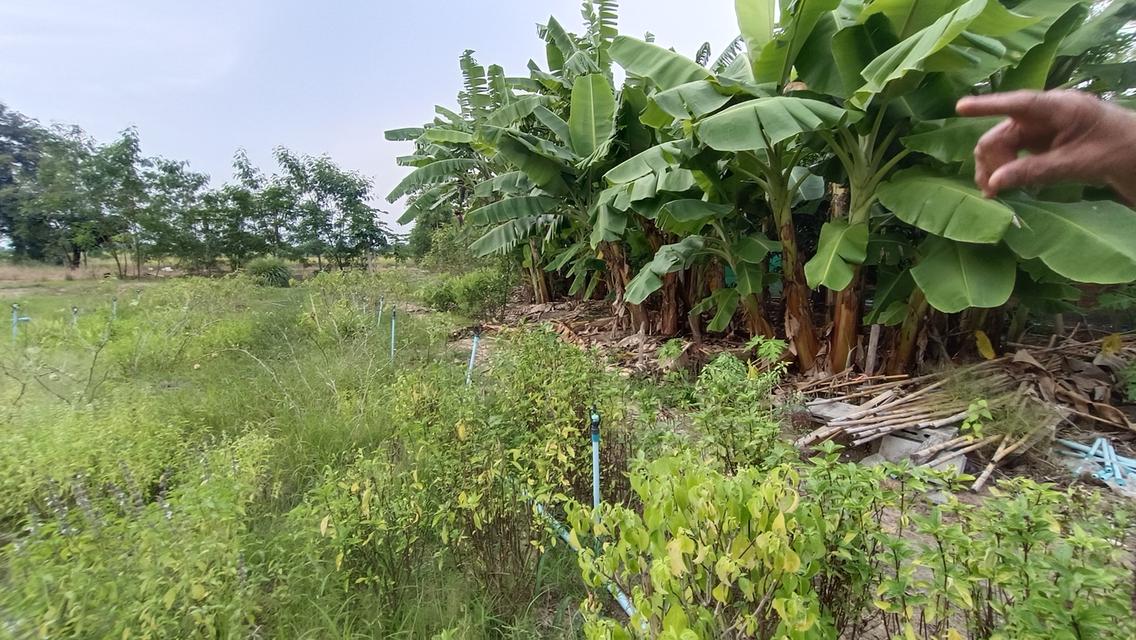 บ้านพร้อมที่ดิน5-1-77ไร่ต.ทะเลบกอ.ดอนเจดีย์จ.สุพรรณบุรี 9