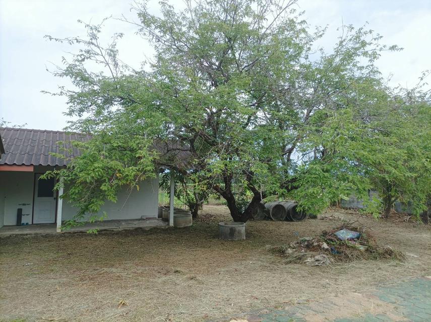 ขายบ้านพร้อมที่ดิน ต.สง่าบ้าน อ.ดอยสะเก็ด จ.เชียงใหม่ 9