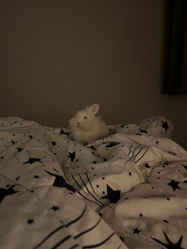 กระต่ายพันธุ์เนเธอร์แลนด์ดวาร์ฟ