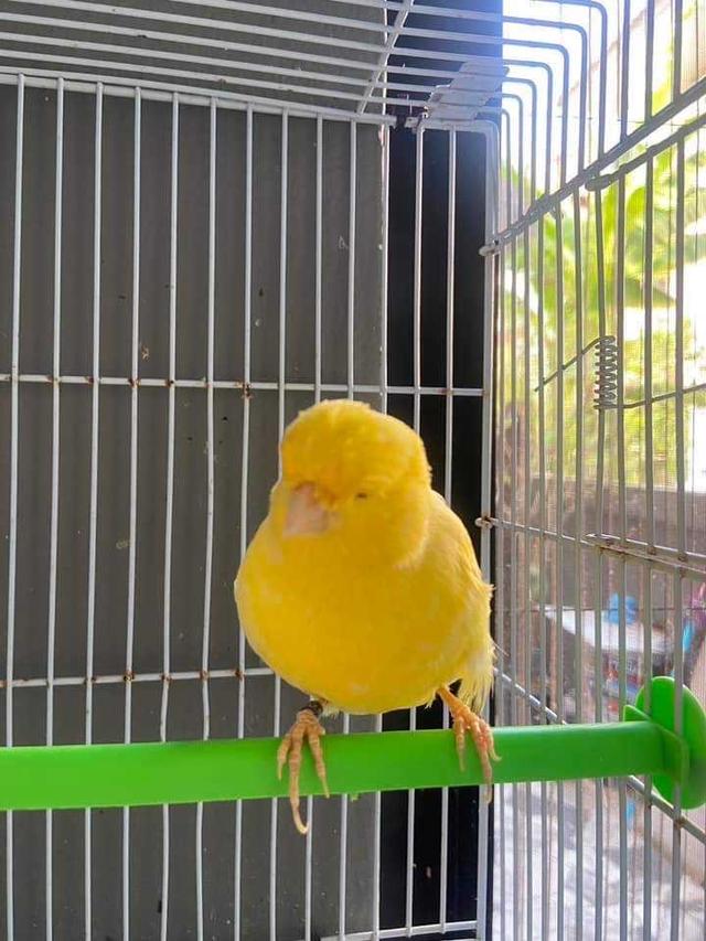 นกคีรีบูนสีเหลือง 4
