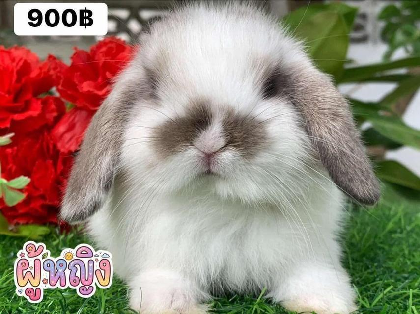 กระต่ายพันธุ์ holland lop และ Netherland dwarf