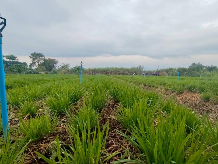 ขายตำบลคลองม่วงอำเภอปากช่องนครราชสีมา พื้นที่ 109-1-49 ไร่โฉนด 8