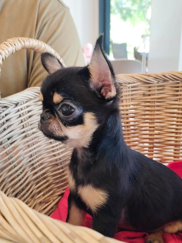 chihuahuaชิวาวาไทยแลนด์เกรดสวยสนใจ0955411084