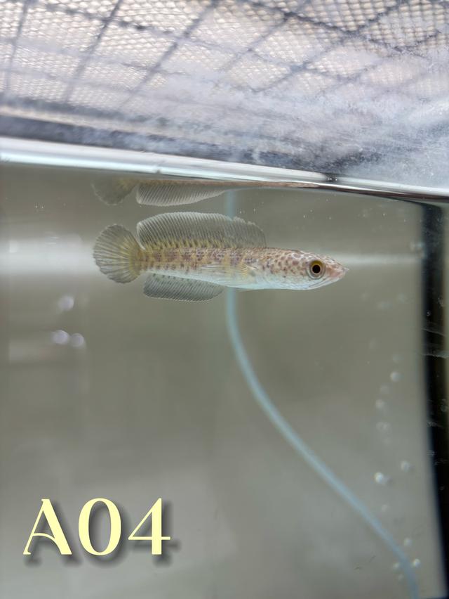 Auranti CB ( Hi-Fin ) 2.5-3.0 Channa Fish #oscar_channa_fish รูปที่ 3