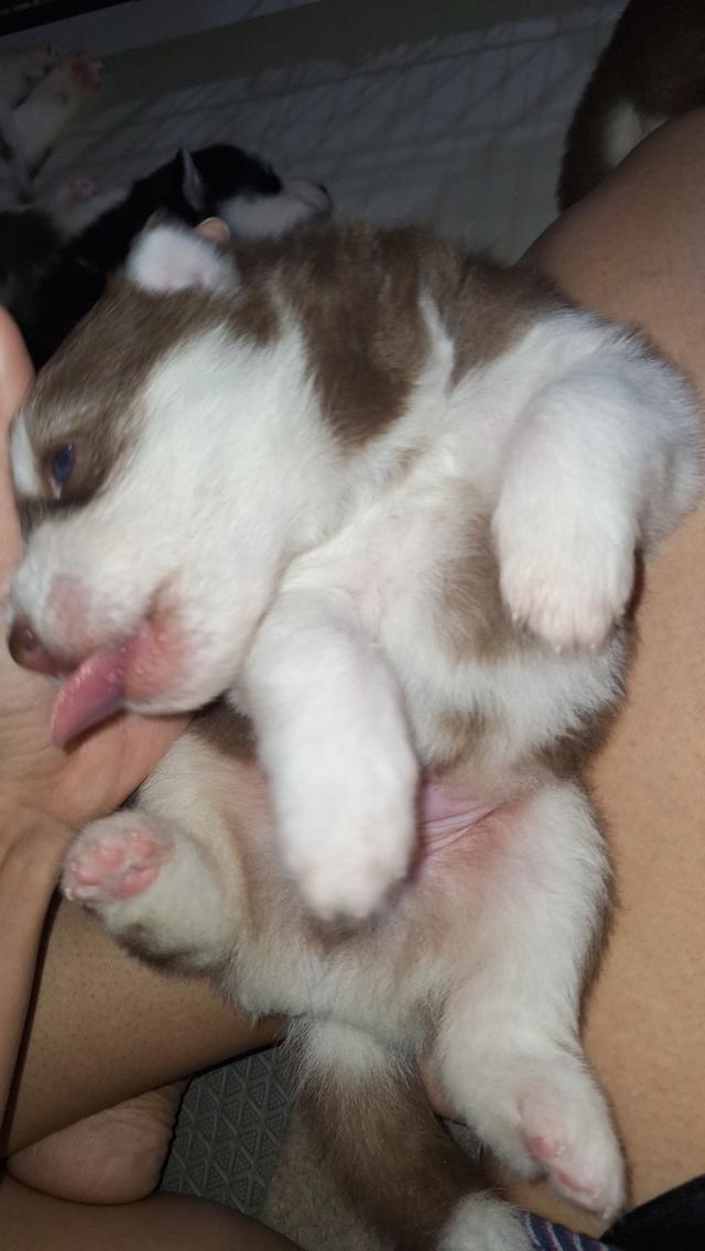 ไซบีเรียน 7