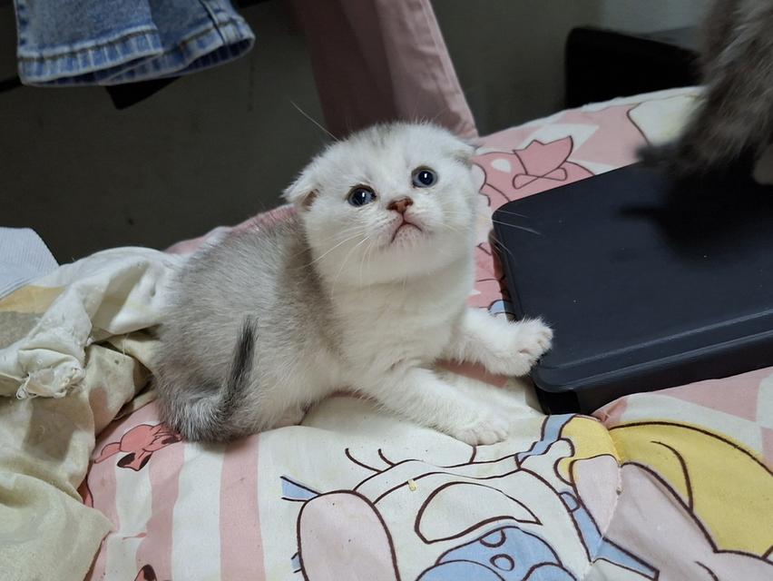 บริติชผสมสก๊อตติชผู้หญิง รูปที่ 5