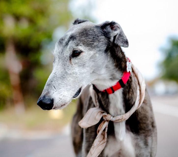 หาบ้านให้น้องหมาสุดน่ารัก Greyhound 3