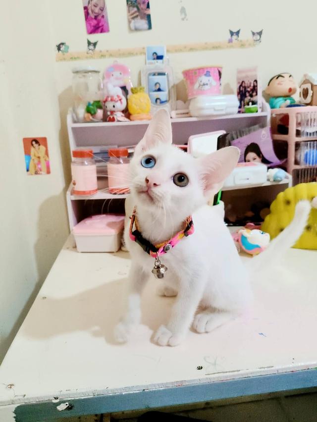 ขาวมณีตาสองสีหาบ้านพร้อมย้าย รูปย่อยที่ 2