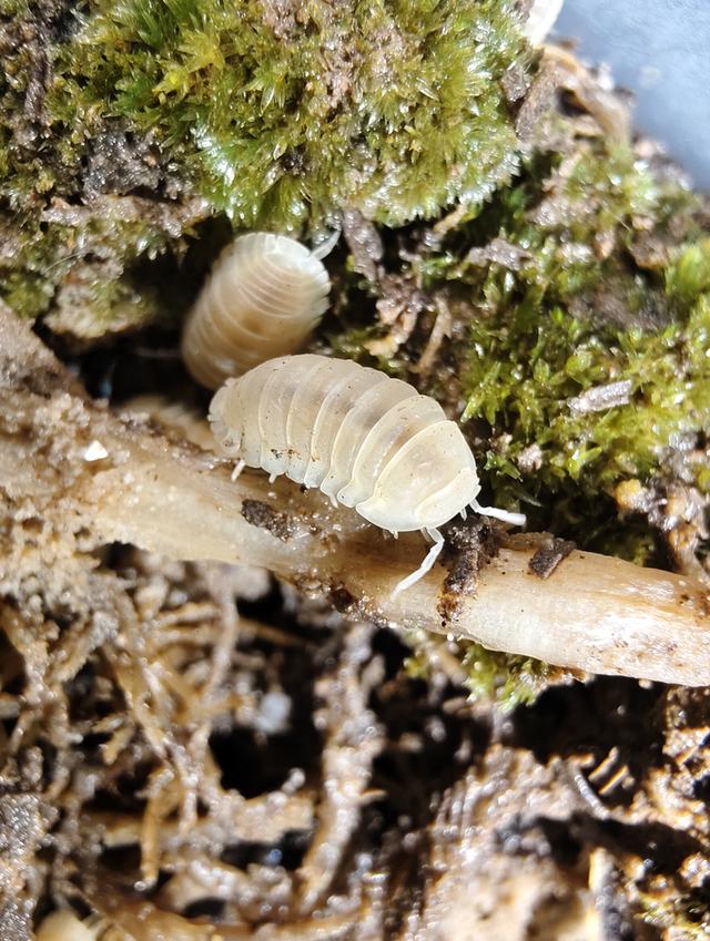 isopod ไอโซพอด Murina Glacier เซ็ต 10 ตัว แถม 2