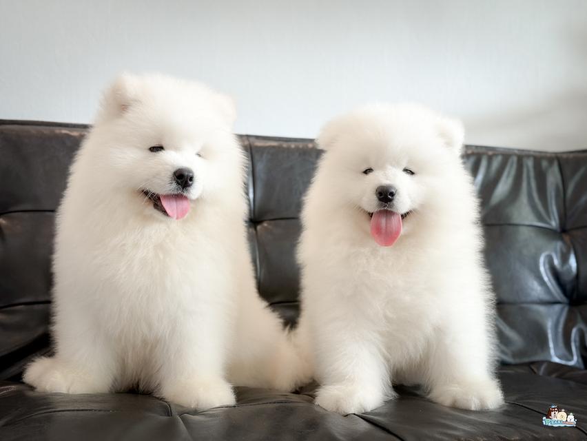 น้องซามอยด์ นำเข้าจากประเทศจีน 8