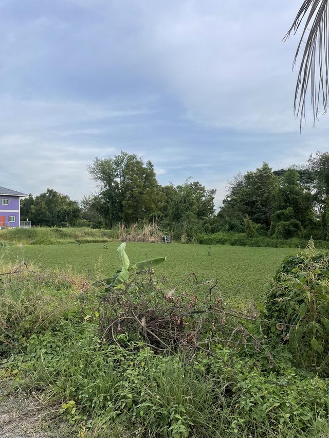 ขายที่ดิน มีนบุรี ร่มเกล้า ซอยบึงขวาง14 2