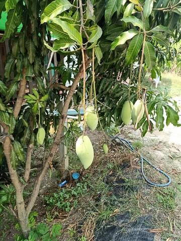 ขายด่วน ที่ดินเปล่า 49 ตร.ว. คลองโยง-พุทธมณฑล ใกล้มหิดล ศาลายา เดินทางเข้ากรุงเทพาะดวก