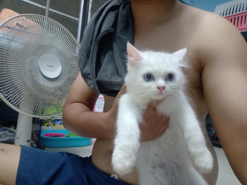 ลูกแมวเปอร์เซีย 1แถม1 10