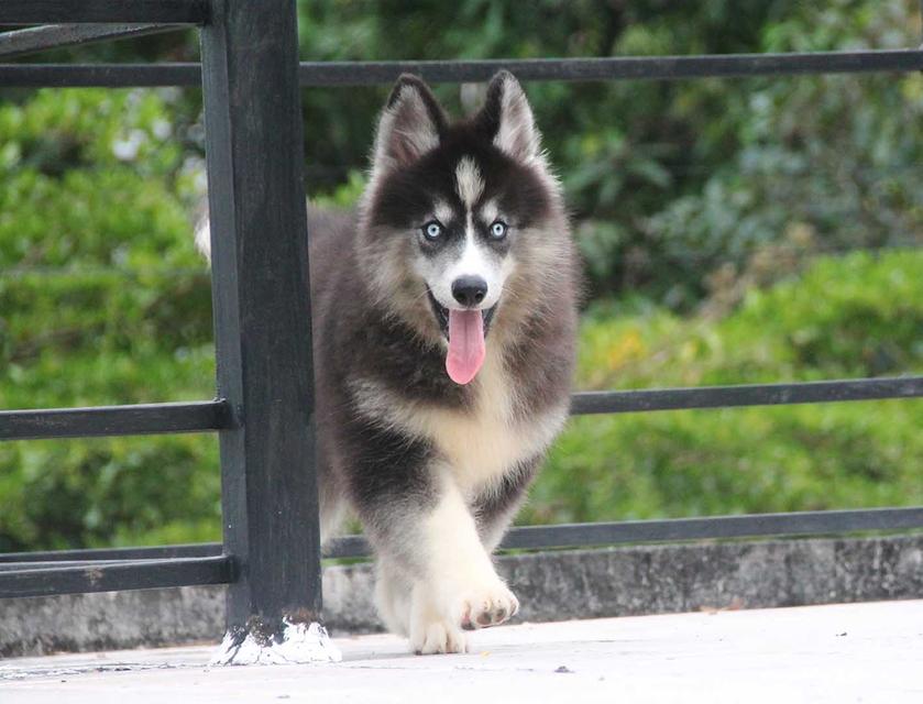 ไซบีเรียนแท้ เพศหญิง ไอดีไลน์ 0834718713