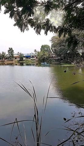 ให้เช่าบ้านชั้นเดียว เล่นระดับ 50ตรว. วิวบึงน้ำ บ่อปลา อยู่อ.บางเลน นครปฐม ใกล้วัดเกาะแรต 2