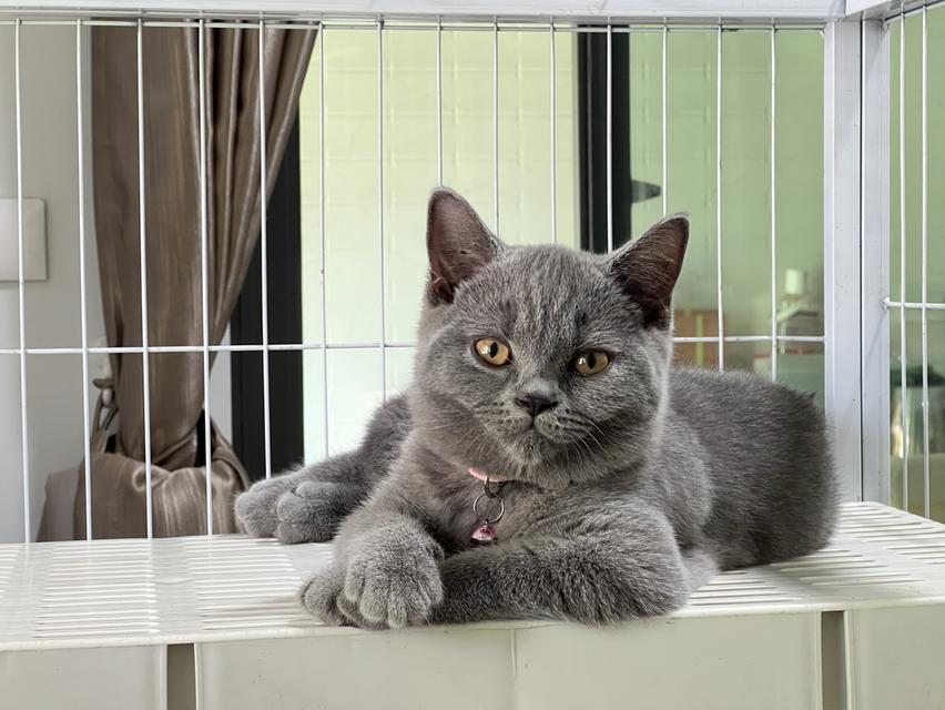ลูกแมว บริติช ช็อตแฮร์ ใบเพ็ดนอกWCF(British Shorthair) 3