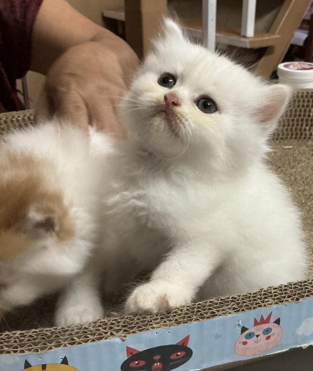 ลูกแมวเปอร์เซียขาวแท้สายตรง รูปที่ 5
