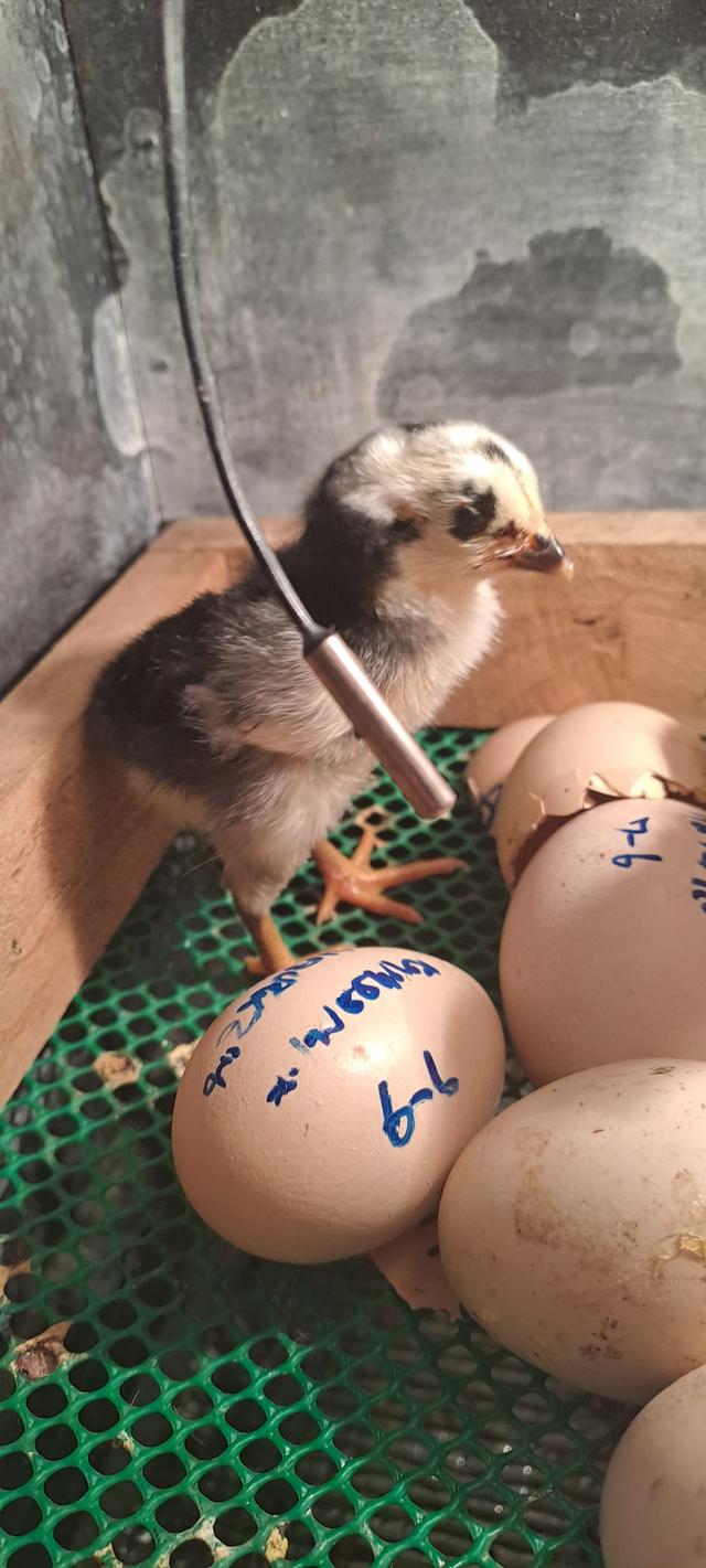 แบ่งสายพันธุ์ ลูกไก่ชน เหล่าพ่อแม่เงินล้าน รูปที่ 5