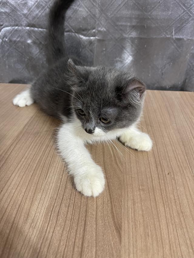 คนขายเลี้ยงเองครับ น้องแมวพันธุ์ อเมริกันเคิร์ลผสมหิมาลายัน เพศหญิง ( หูบิน )