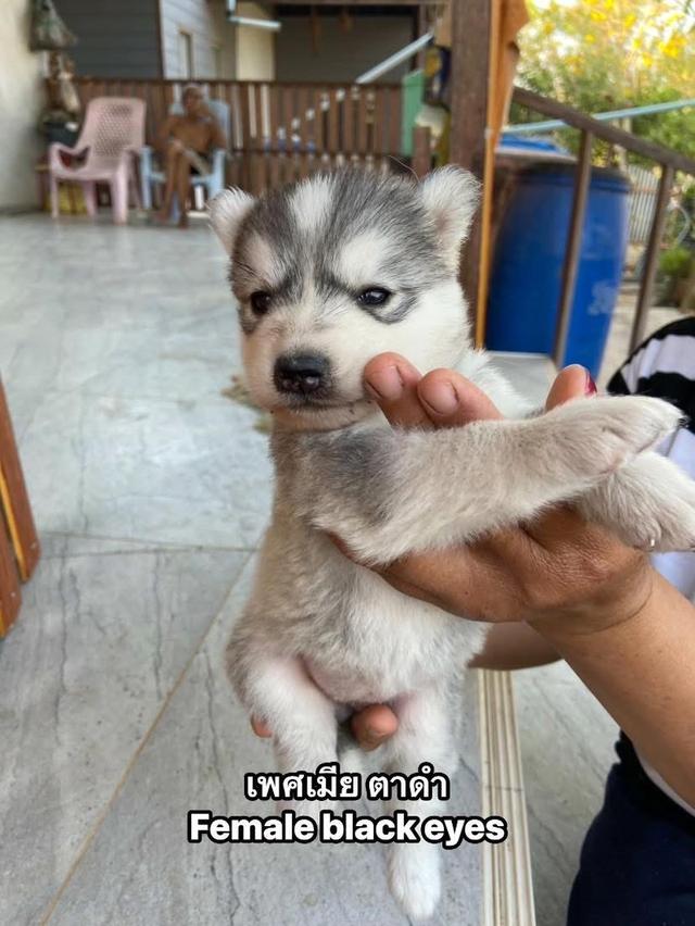 ไซบีเรียนว่าง4ตัว ผู้3เมีย1 รูปที่ 3