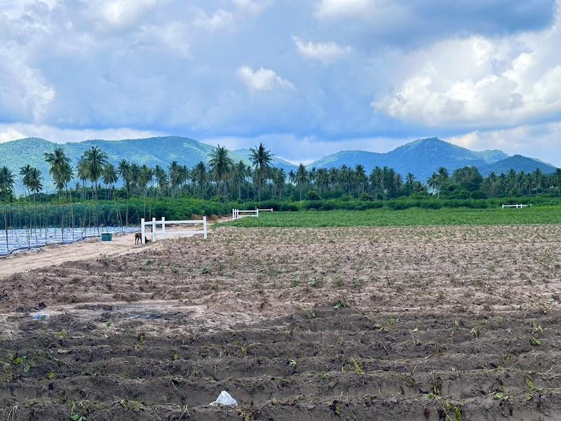 ที่ดิน ชะอำ เพชรบุรี ขนาด 1 ไร่ 980,000 บาท 12