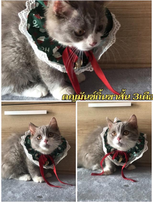แมวมันช์กิ้นขาสั้น3เดือน พร้อมย้าย รูปที่ 2