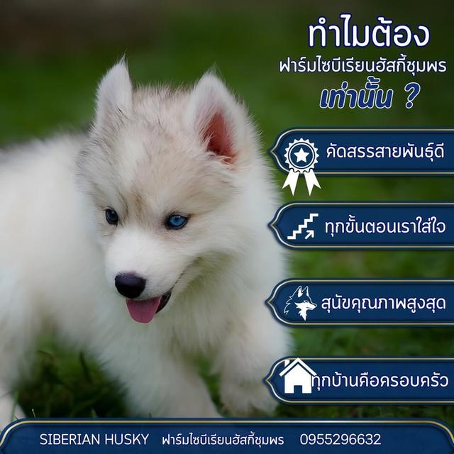 ฟาร์มไซบีเรียน Siberian  2