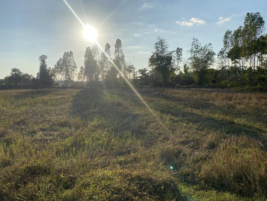 ที่ดิน11ไร่อยู่ถนน4เลนตัดใหม่กาฬสินธุ์-มุกดาหาร 10