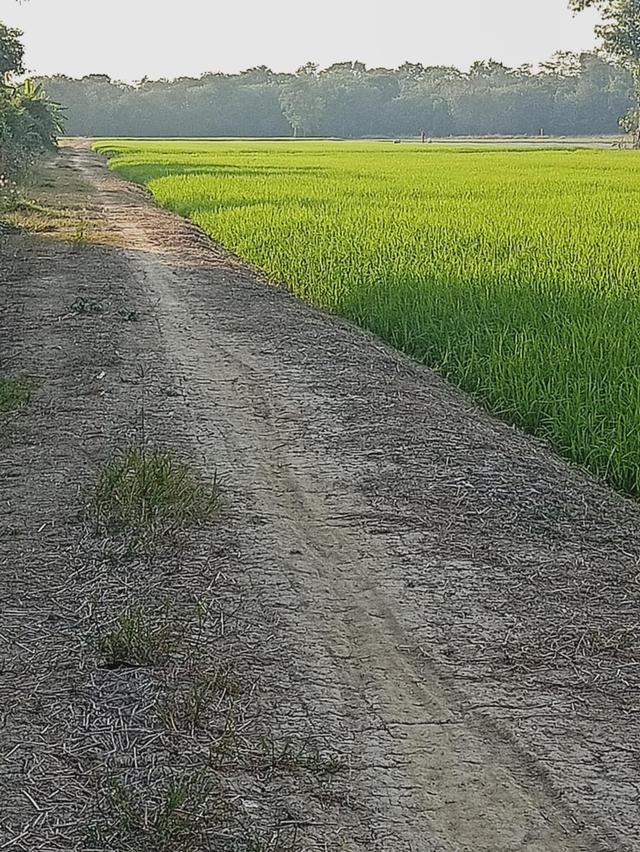 ขายที่ดินเปล่า(เจ้าของขายเอง) 1