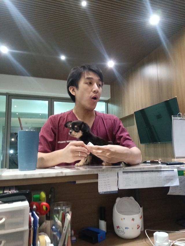 ชิวาวา 3