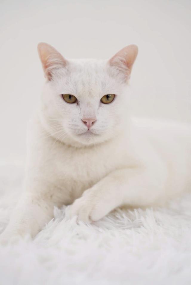 แมวขาวมณีตาหลืองอำพัน 2