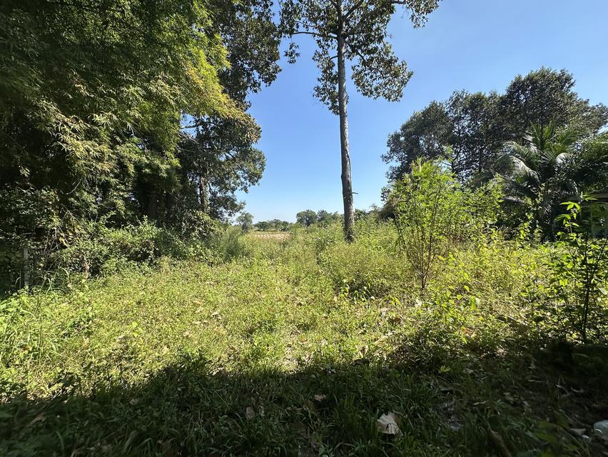 ขายด่วนที่ดินแถมบ้าน อำเภอเมืองอุบลราชธานี ใกล้สนามบินอุบล 13