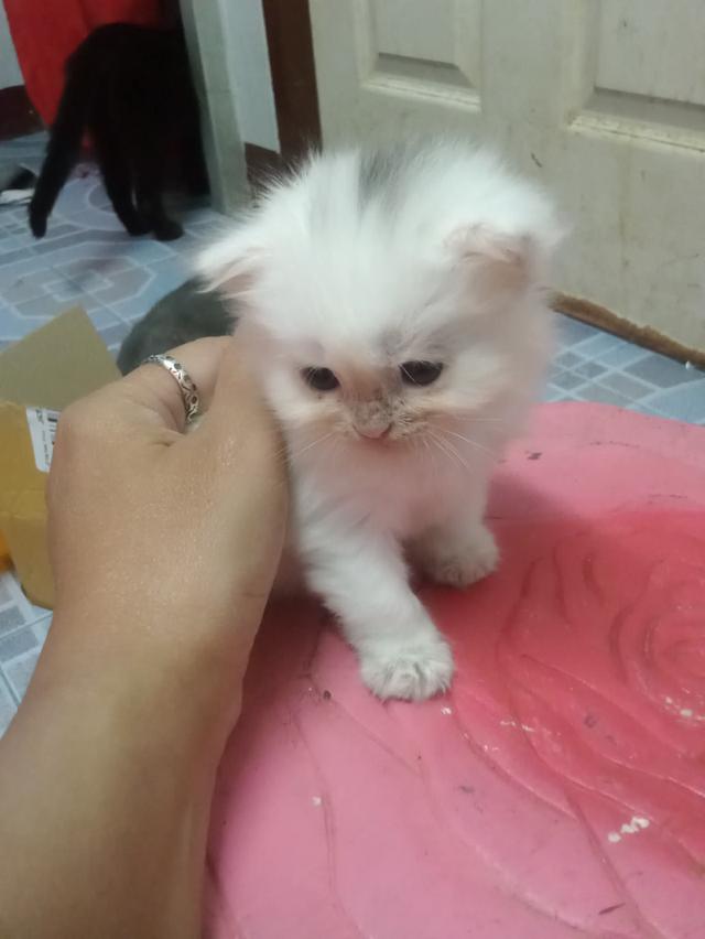 ลูกแมว ธ์ผสม เปอร์เชีย+สกอตติช