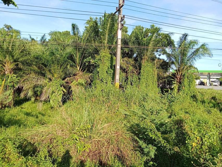 ขายที่ดินพร้อมปาล์มปลูก 14 ปี 2